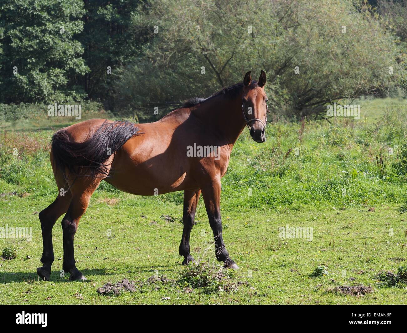 Sur les pâturages de chevaux de beauté Banque D'Images