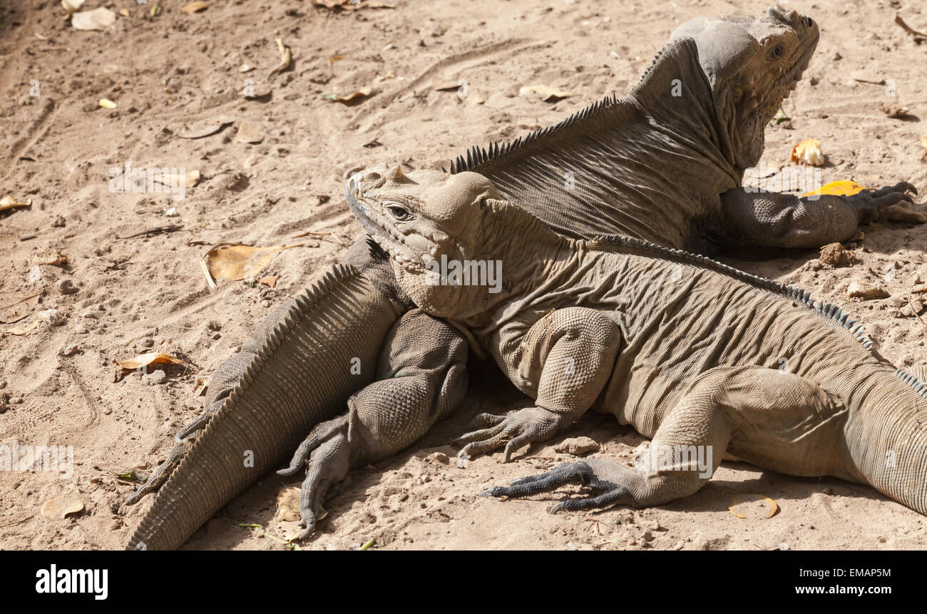 Deux Rhinoceros iguanes, lézards dans la famille Iguanidae, République dominicaine, photo avec selective focus Banque D'Images