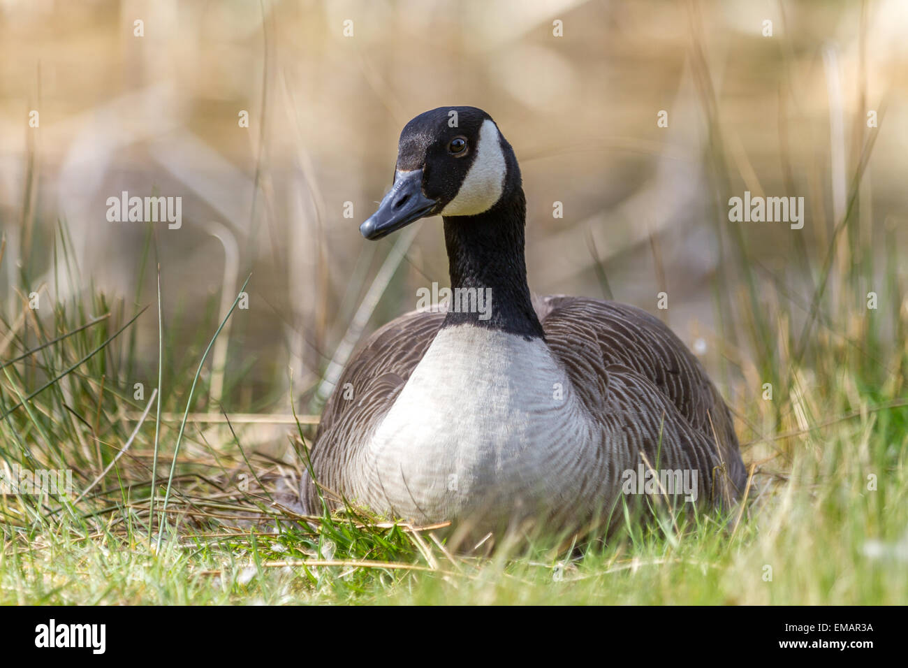 Canada Goose assis sur son nid. Banque D'Images