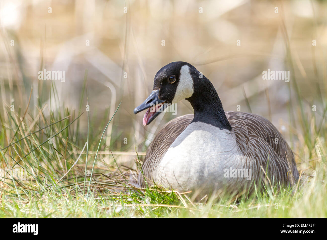 Canada Goose assis sur son nid. Banque D'Images