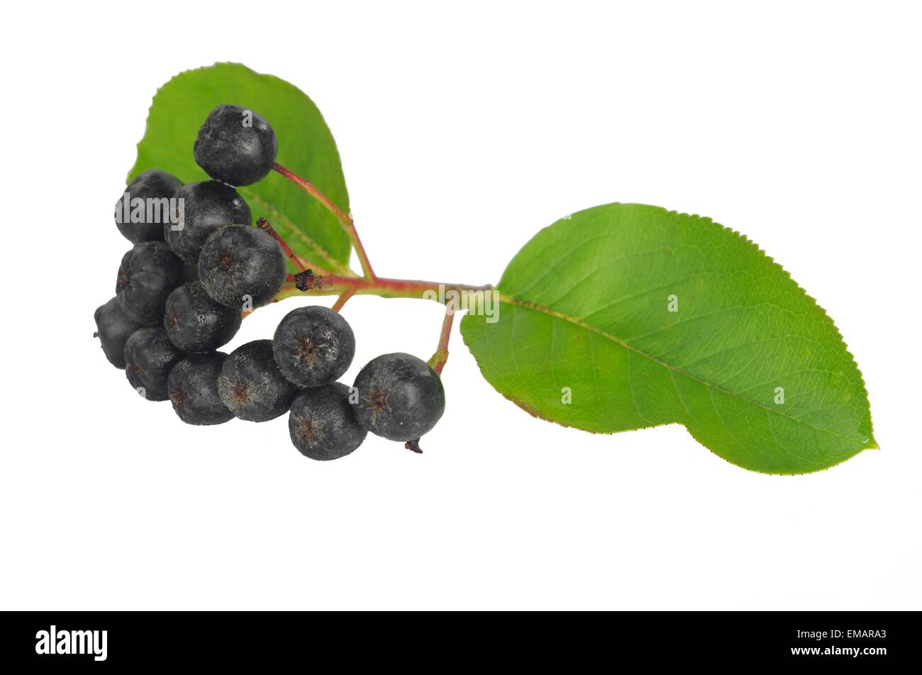 Black Berry aronia sur fond blanc Banque D'Images