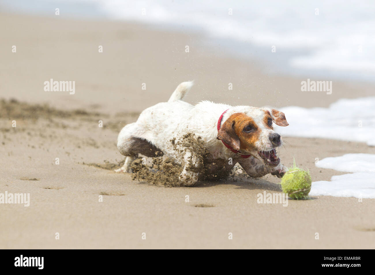 Un petit Jack Russell terrier blanc et brun court sur une plage de sable, poursuivant une balle de tennis verte. Les pattes avant du chien poussent le sable alors qu'il se déplace énergiquement vers le ballon, qui est près du Banque D'Images