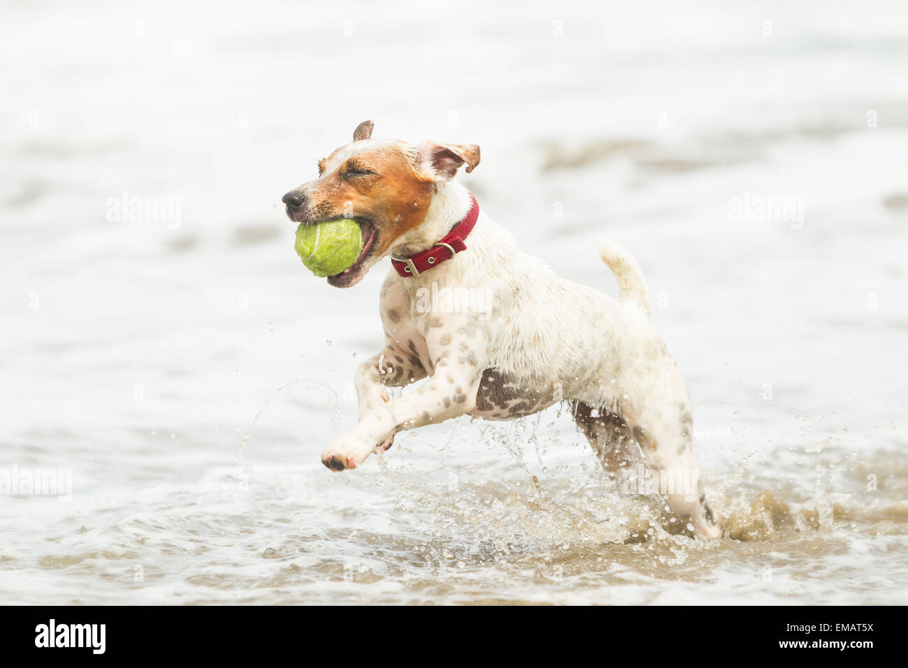 Chien heureux courir sur la plage avec son jouet préféré Banque D'Images