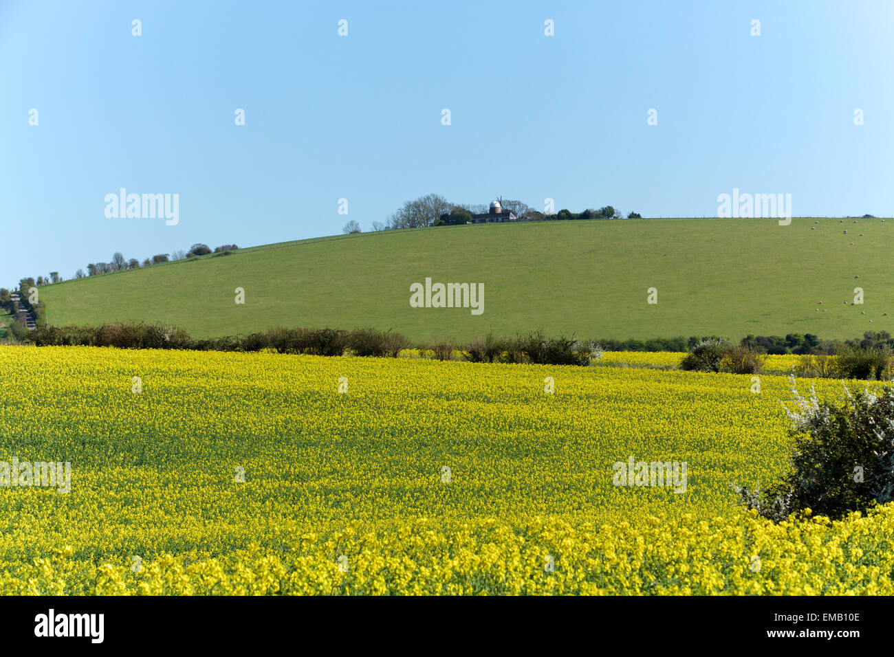 Domaine de colza en fleurs. Champ jaune au premier plan avec un pré vert derrière. Banque D'Images Domaine de colza en fleurs. Champ jaune au premier plan avec un pré vert derrière. Banque D'Images