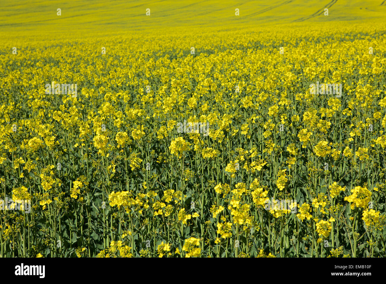 Domaine de colza en fleurs. Image complète de fleurs en premier plan avec une mise au point nette sur le terrain sans fin derrière. Banque D'Images Domaine de colza en fleurs. Image complète de fleurs en premier plan avec une mise au point nette sur le terrain sans fin derrière. Banque D'Images