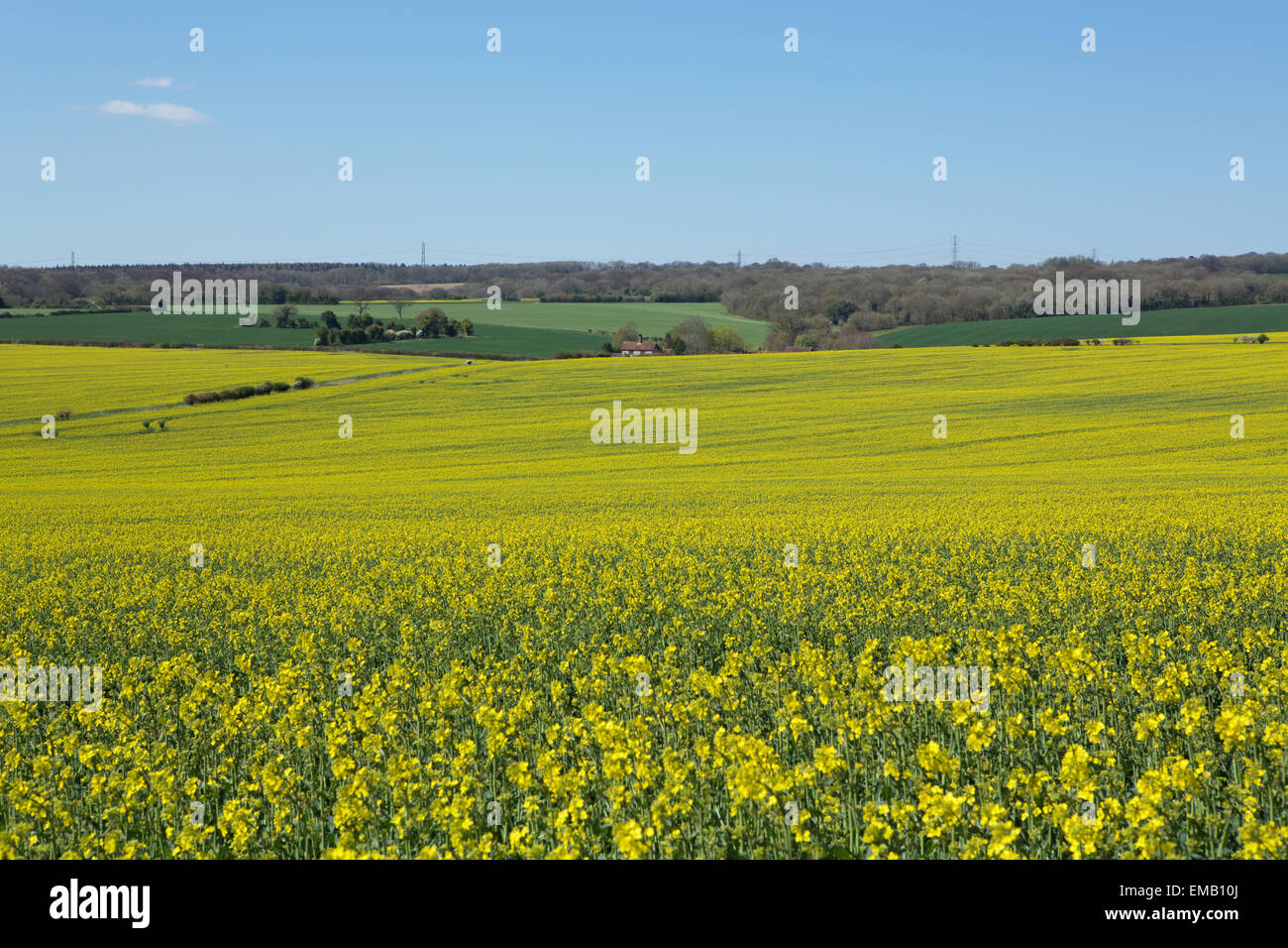 Domaine de colza en fleurs. Scène de campagne avec le colza jaune au premier plan. Chalet niché dans les collines Banque D'Images