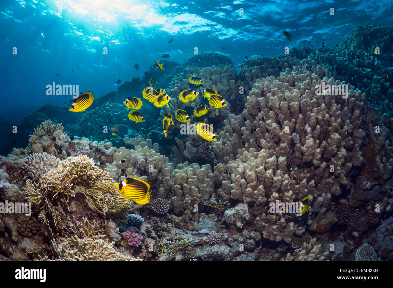 Mer Rouge raton laveur médiocre (Chaetodon fasciatus) sur les récifs coralliens dans les arbres de transmission de la lumière du soleil. L'Egypte, Mer Rouge. Banque D'Images