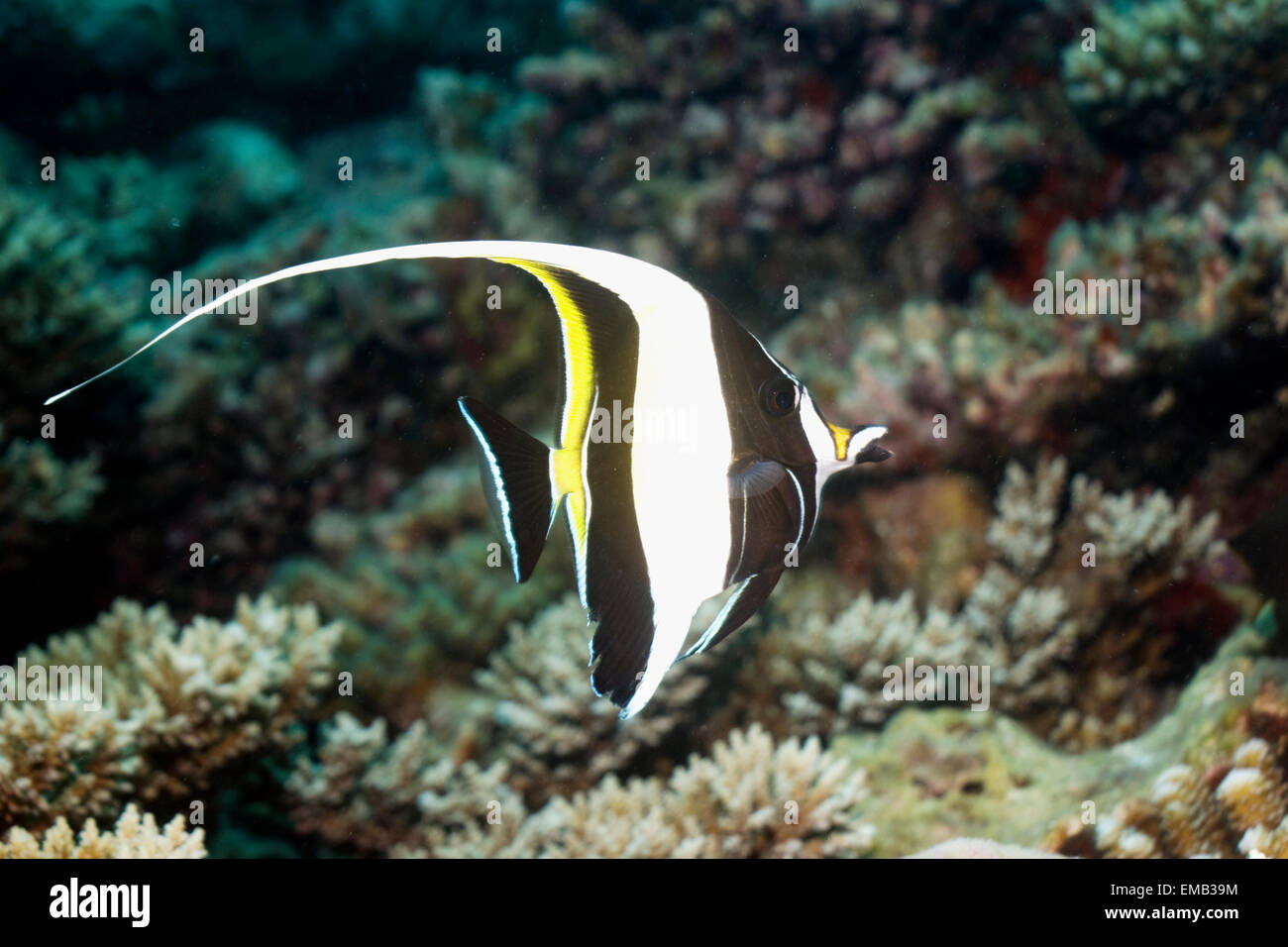 Idole maure (Zanclus cornutus) natation cours des coraux. Les Maldives. Banque D'Images