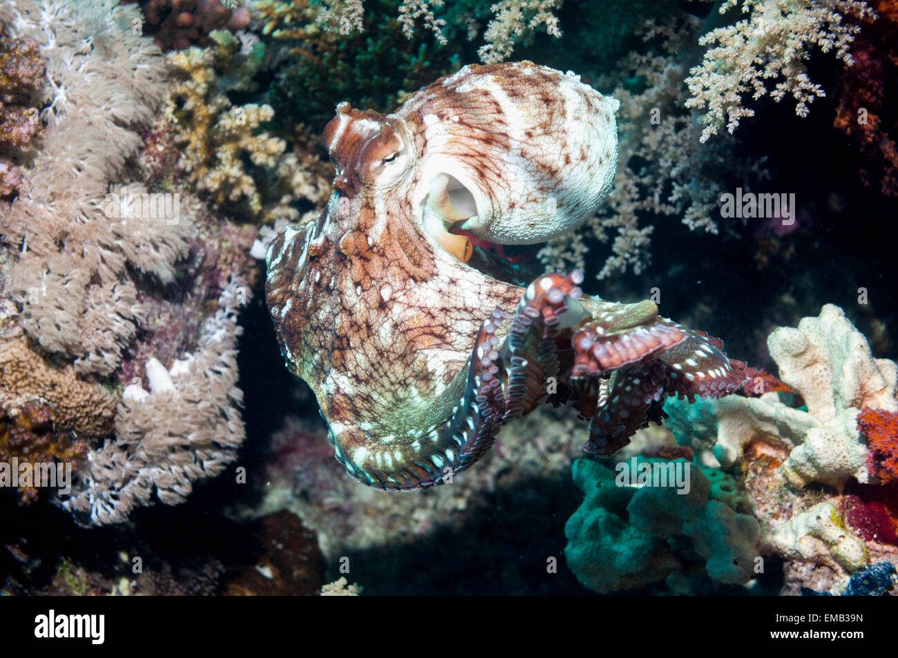 Jour poulpe (Octopus cyanea). Mer Rouge, Egypte. Banque D'Images