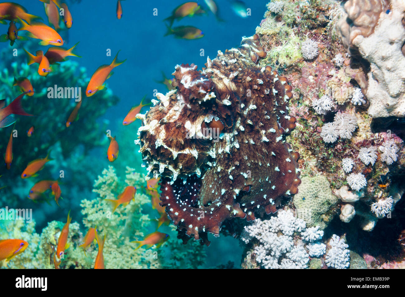 Jour poulpe (Octopus cyanea). Mer Rouge, Egypte. Banque D'Images