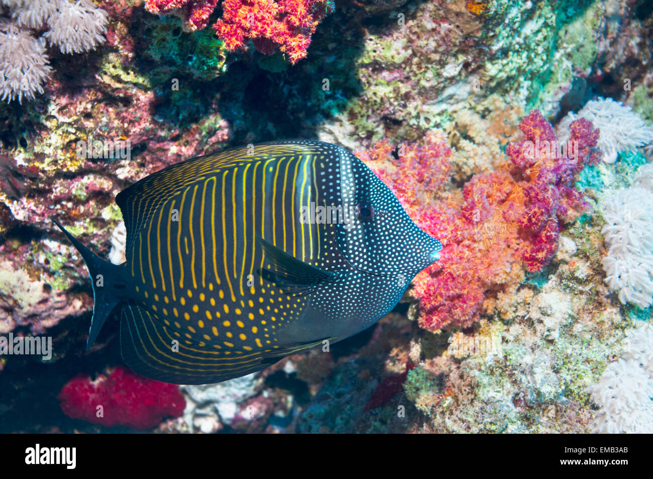 Mer Rouge sailfin tang ou Desjardin's sailfin tang (Zebrasoma desjardinii). L'Egypte, Mer Rouge. Banque D'Images