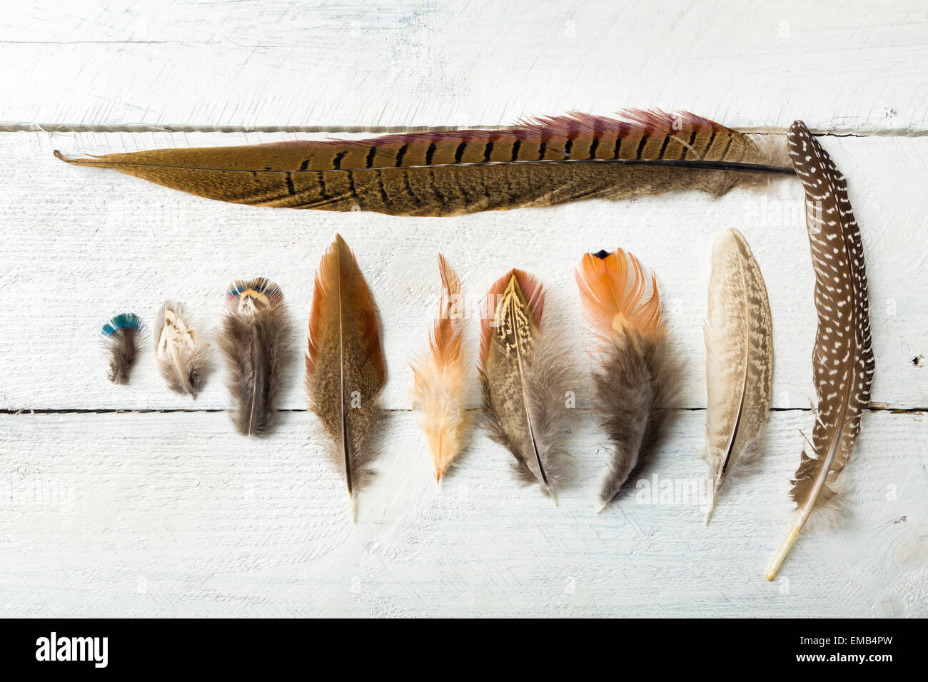 Les plumes de différentes un mâle faisan sur l'affichage sur une table en bois Banque D'Images
