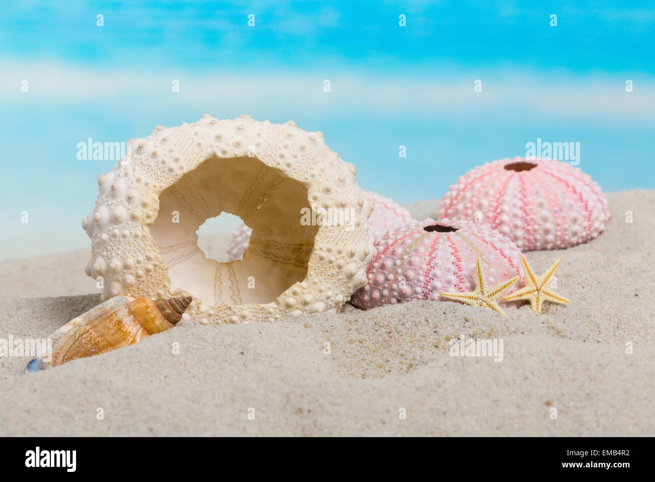 Des oursins, coquillages et étoiles de mer sur une plage de sable Banque D'Images