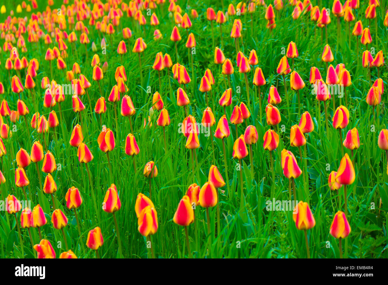 L'île aux fleurs de Mainau sur le lac de Constance Banque D'Images L'île aux fleurs de Mainau sur le lac de Constance Banque D'Images