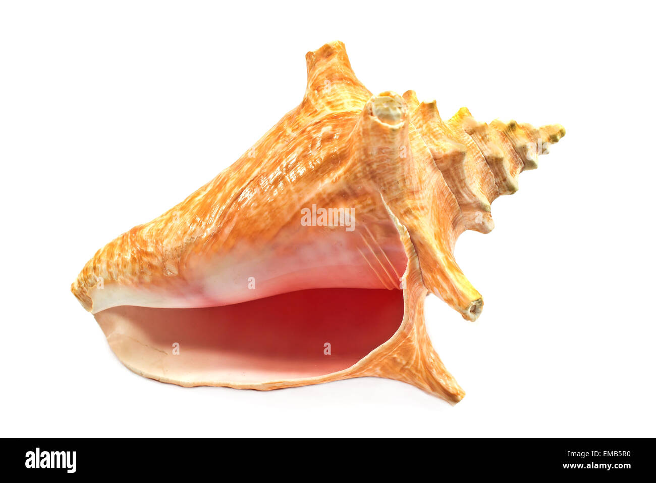 Marine sea shell isolated on white Banque D'Images