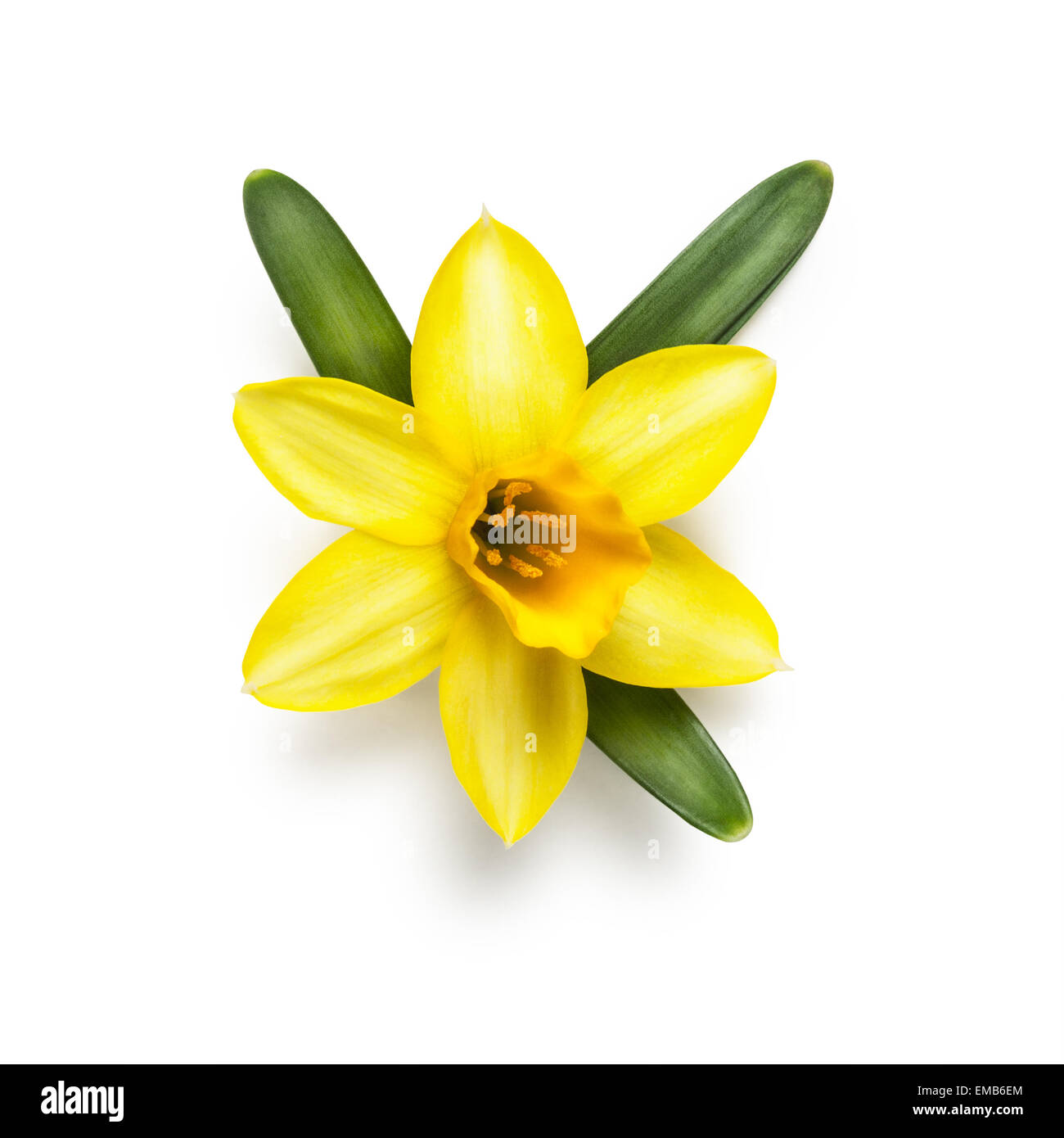 Fleur de printemps chef de petite jonquille jaune isolé sur fond blanc. Chemin de détourage inclus Banque D'Images