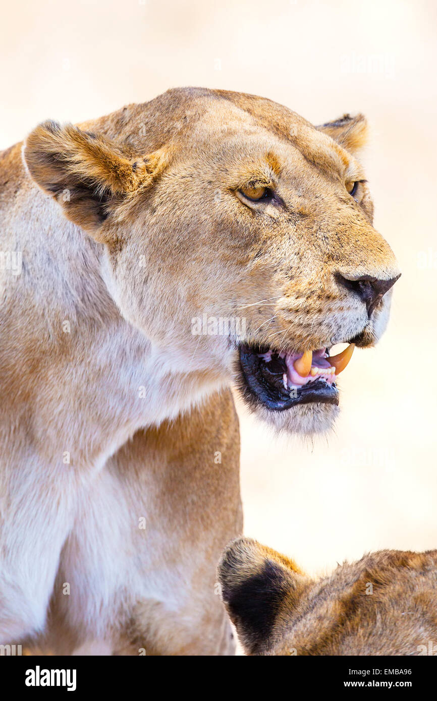 Close up d'un grand lion sauvage en Afrique Banque D'Images