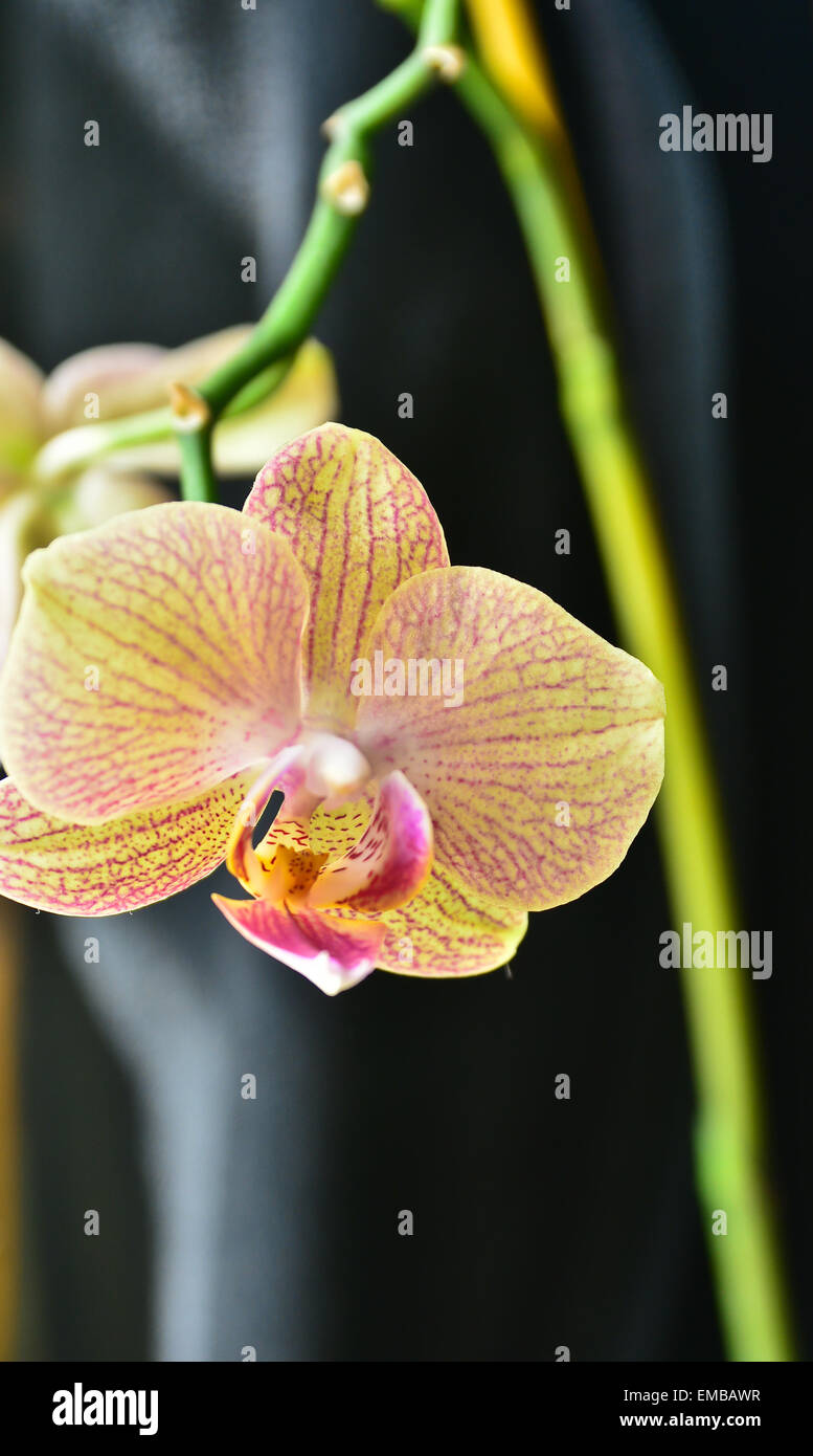 Orchid photo Banque de photographies et d'images à haute résolution - Alamy