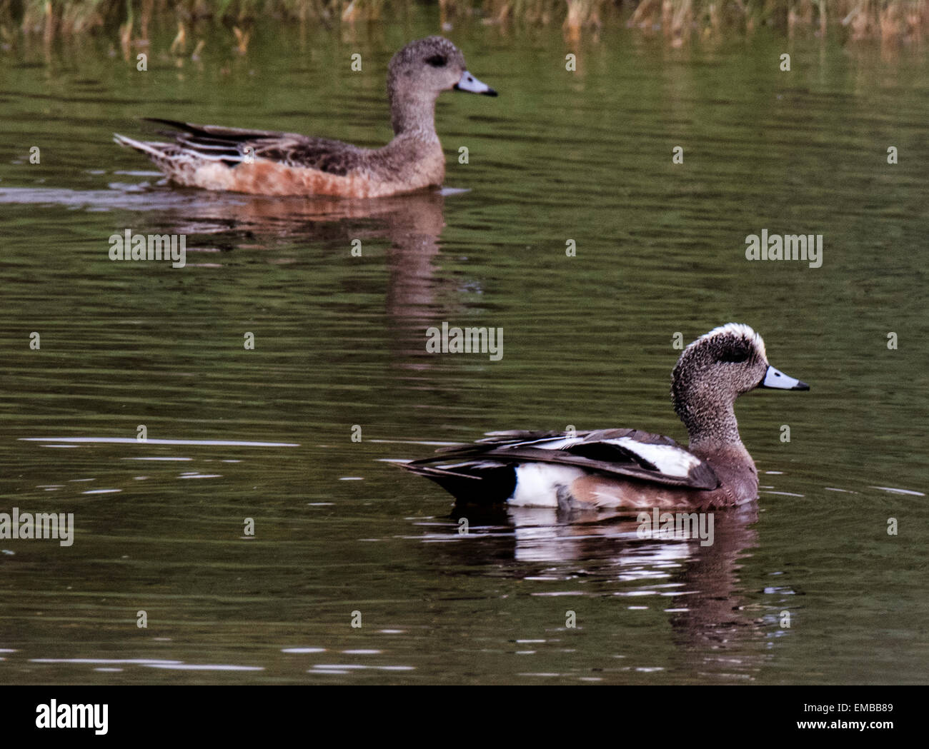 Paire de Canards d'Amérique (Anas americana) Nager dans l'étang. Banque D'Images