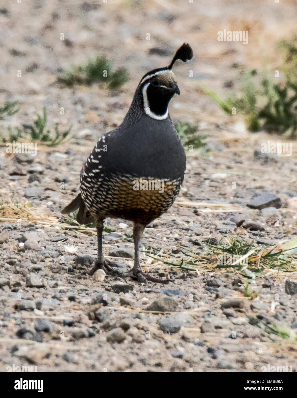 Colin de Californie Callipepla calfornica marcher le long d'un chemin Banque D'Images