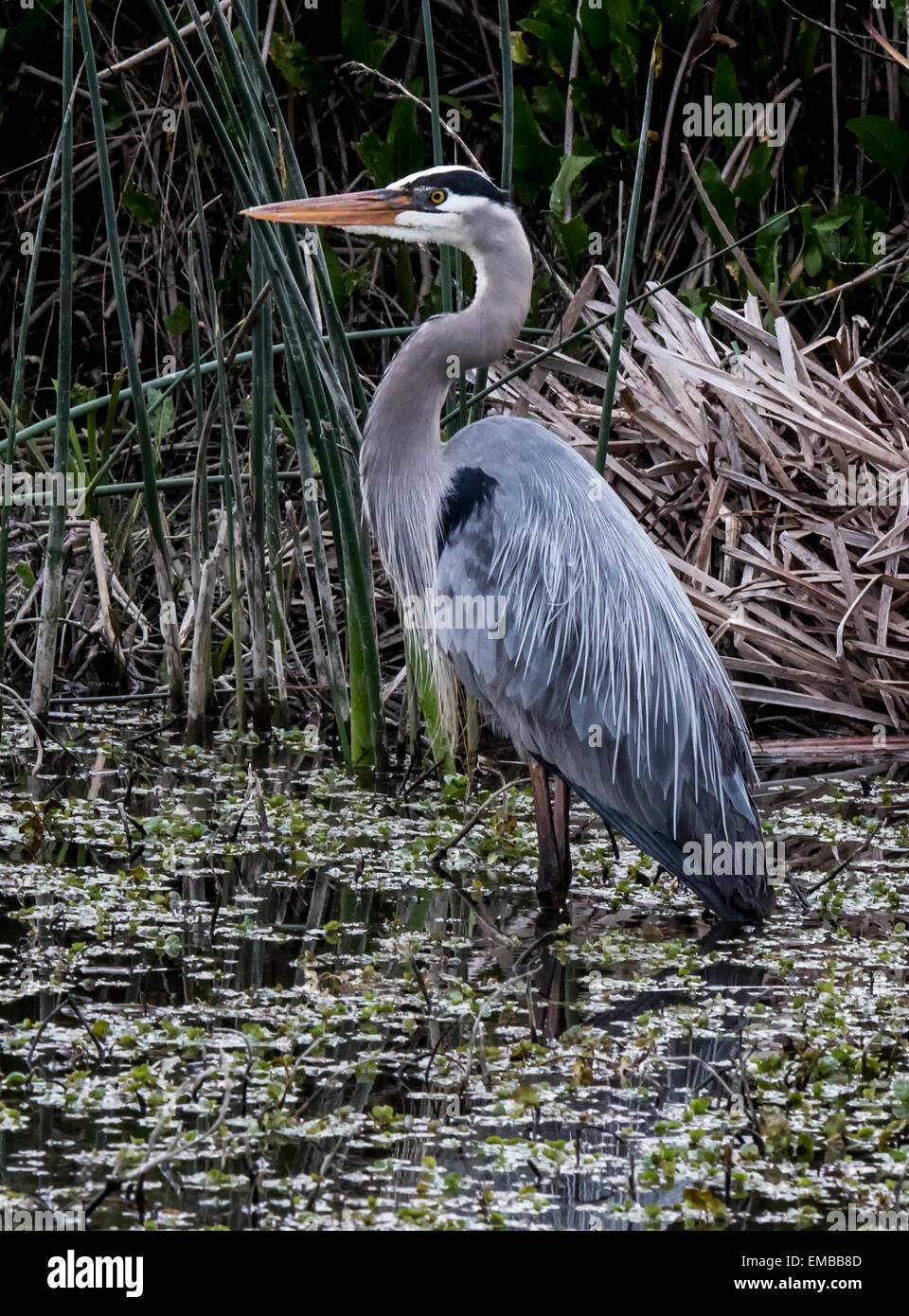 Grand héron Ardea herodias patauger et chasse en étang refuge Banque D'Images