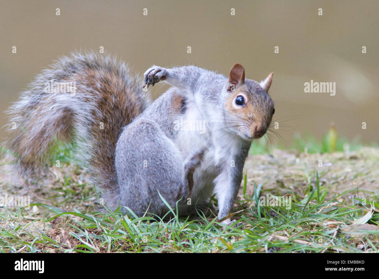 Un écureuil gris (Sciurus carolinensis) se gratter une démangeaison. Banque D'Images