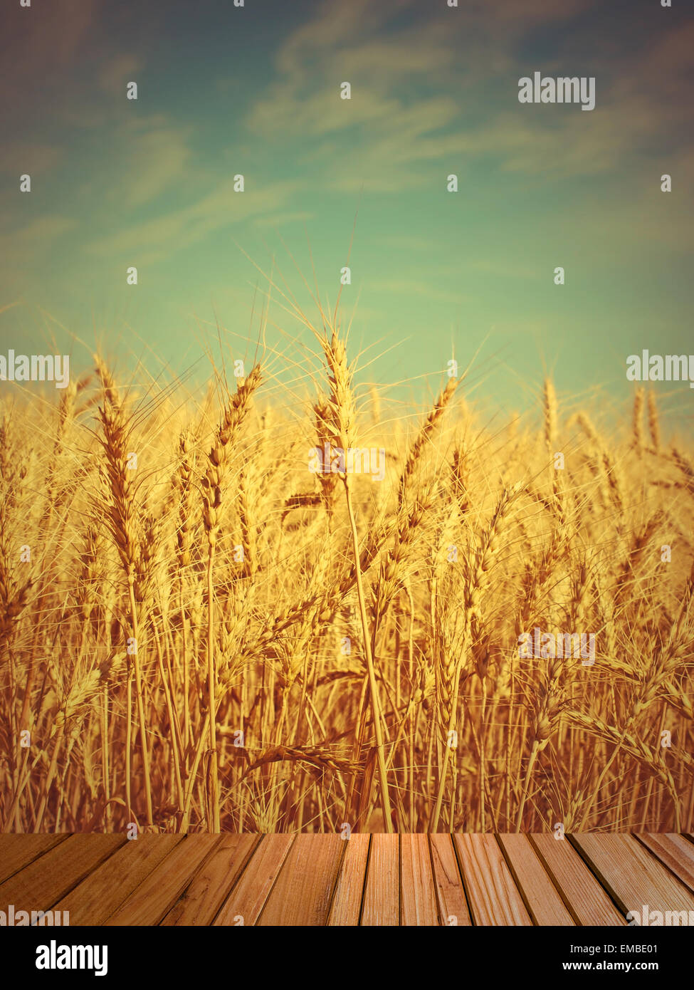 Les épis de blé sur le terrain et le bois en bois sur l'avant-plan.tonique de l'image. Banque D'Images
