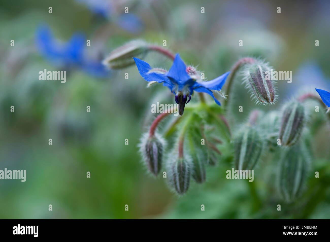 La trientale boréale ou bourrache (Borago officinalis) plante de jardin en fleurs, Echium amoenum Banque D'Images