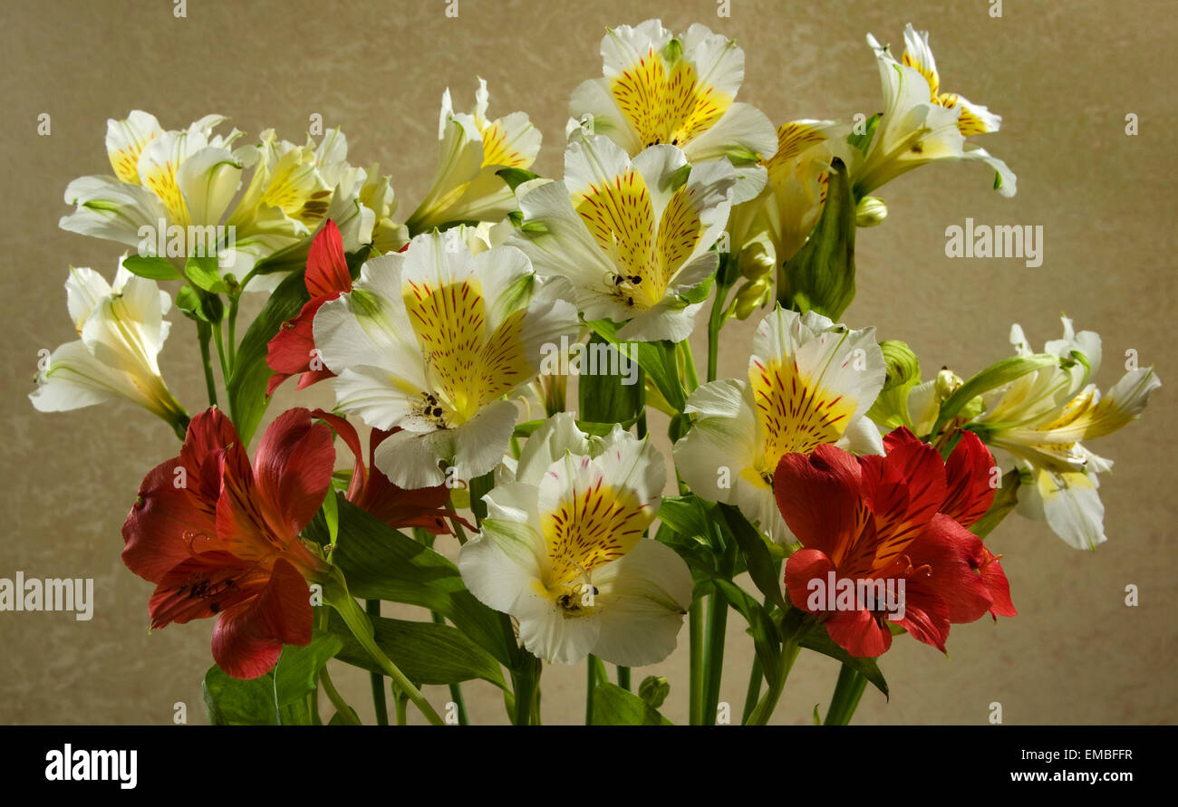 Un bouquet de fleurs rouges et blanches (l'Alstroemeria). Banque D'Images