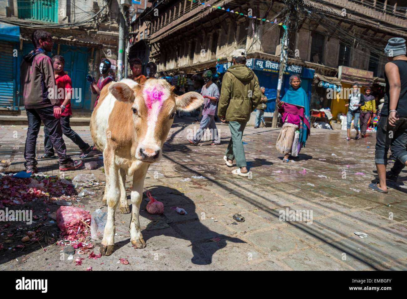 Une vache sacrée à Katmandou, avec de la peinture rouge sur la tête, pendant le festival de holi Banque D'Images