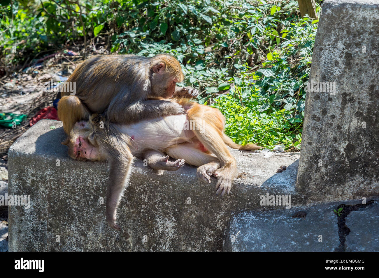 Un singe prend le pou du poisson à partir d'un autre singe Banque D'Images