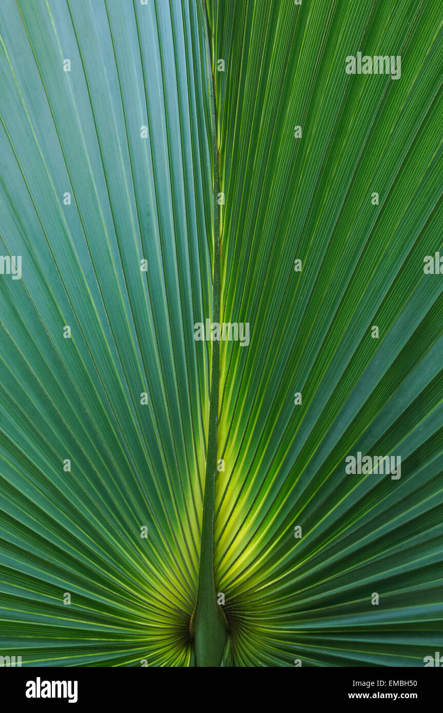 Feuille de palmier éclairée à l'arrière, texture gros plan Banque D'Images