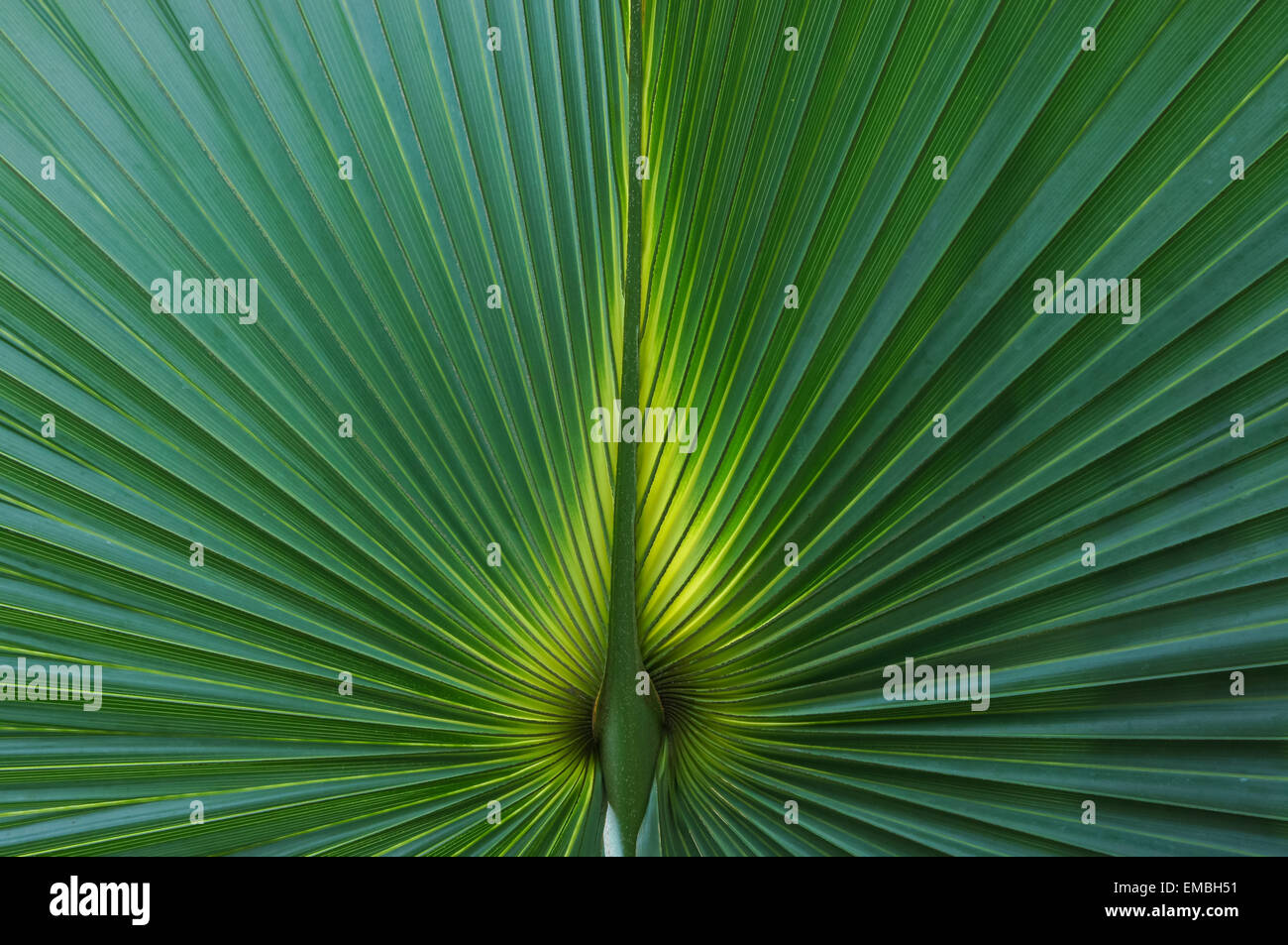 Feuille de palmier éclairée à l'arrière, texture gros plan Banque D'Images