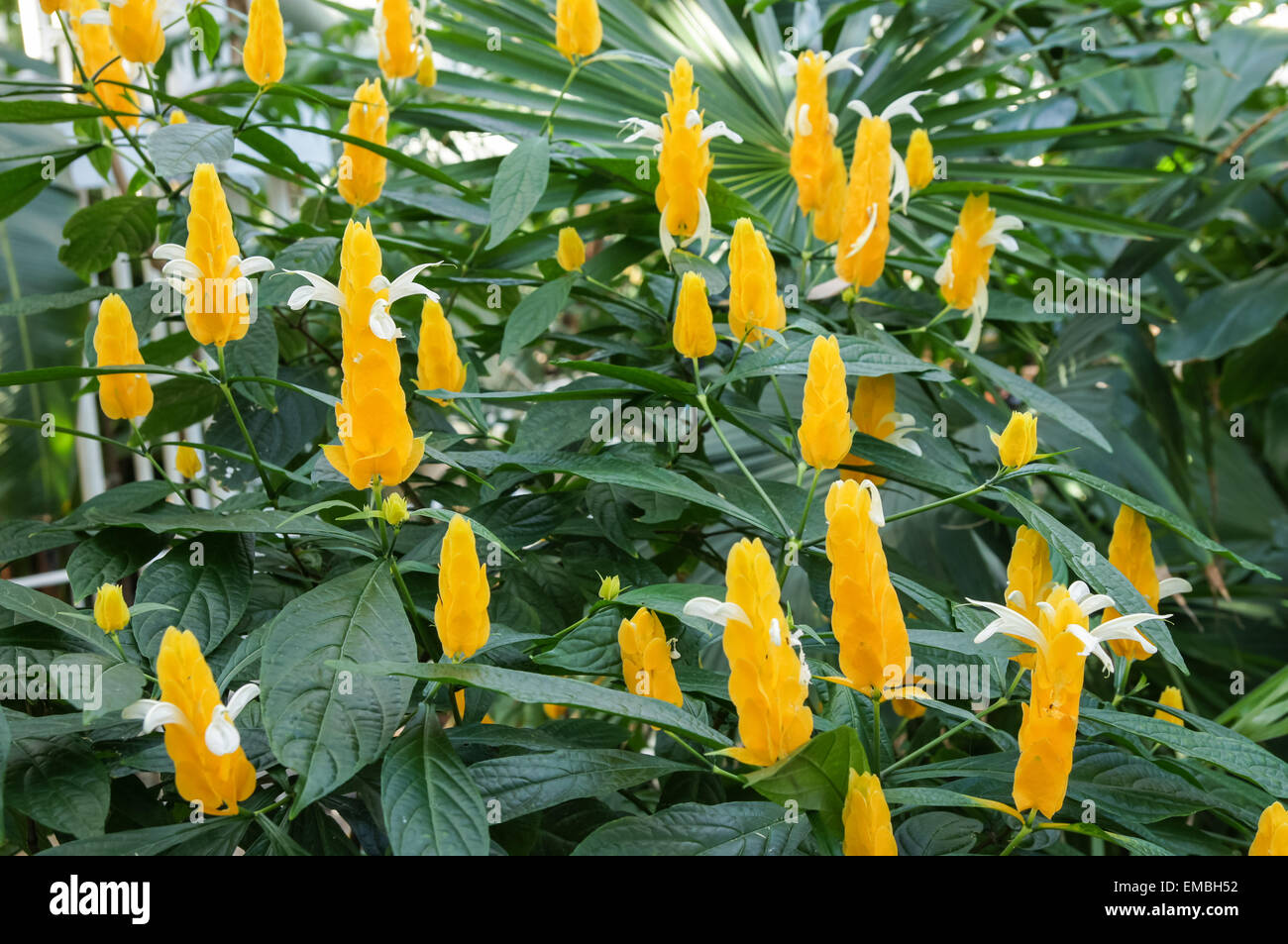 Fleurs jaunes de crevettes dorées ou de plante de Lollipop Banque D'Images