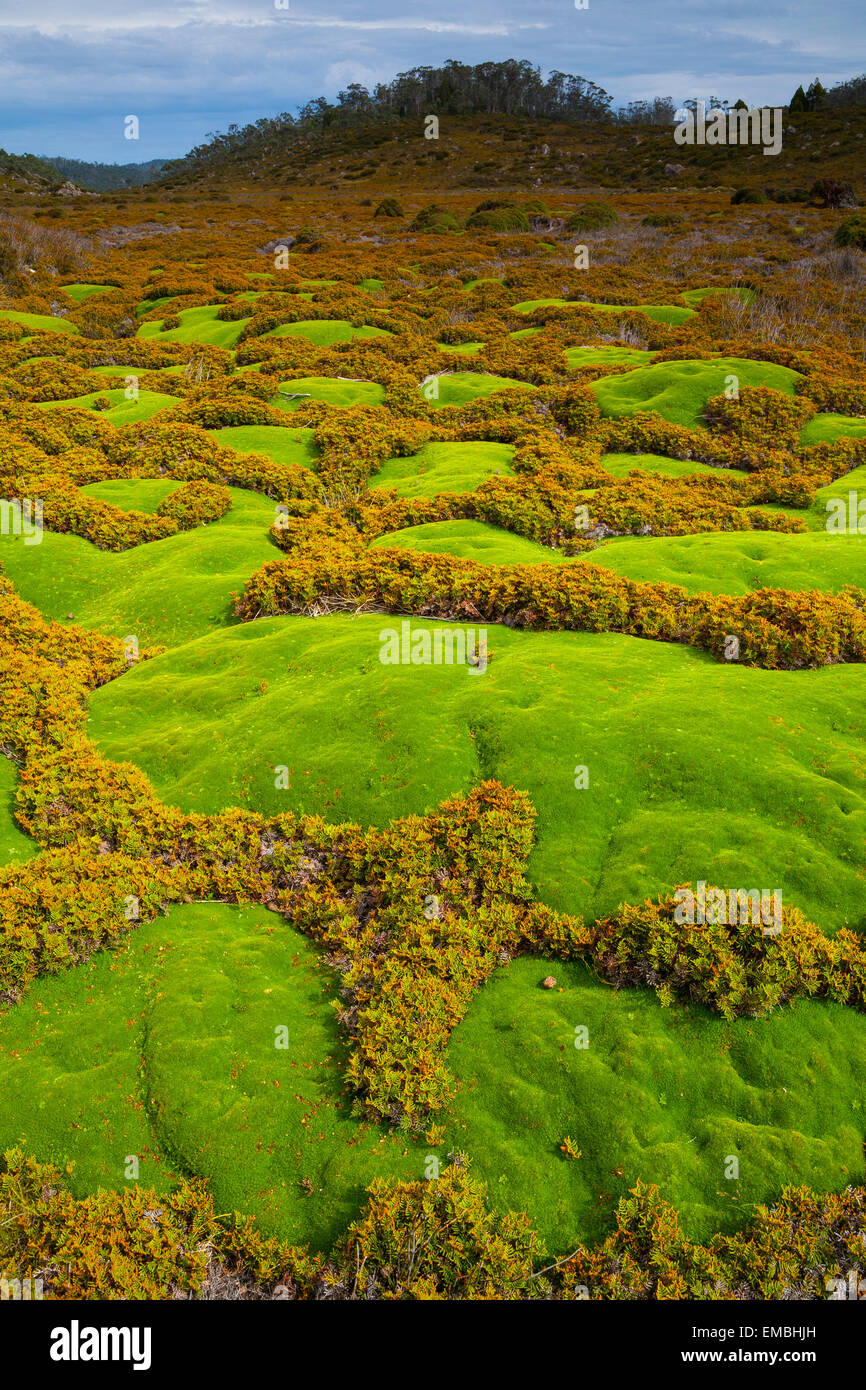 Plantes en coussinet et les fougères - murs de Jérusalem National Park - Tasmanie - Australie Banque D'Images