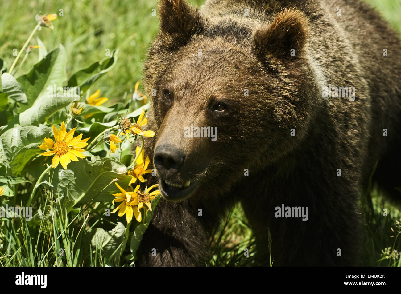 Grizzly ou ours brun (ursus arctos) cub à travers une prairie remplie de fleurs sauvages Balsamorhize à feuilles de flèche . Banque D'Images