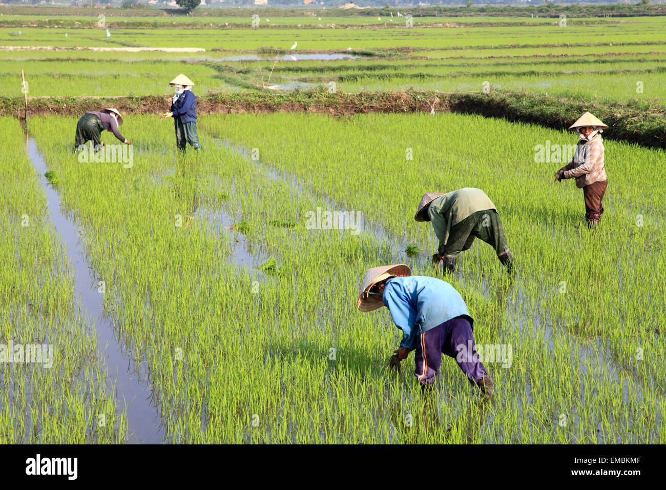 Vietnam, Hoi An, champ de riz, les agriculteurs travaillent, Banque D'Images
