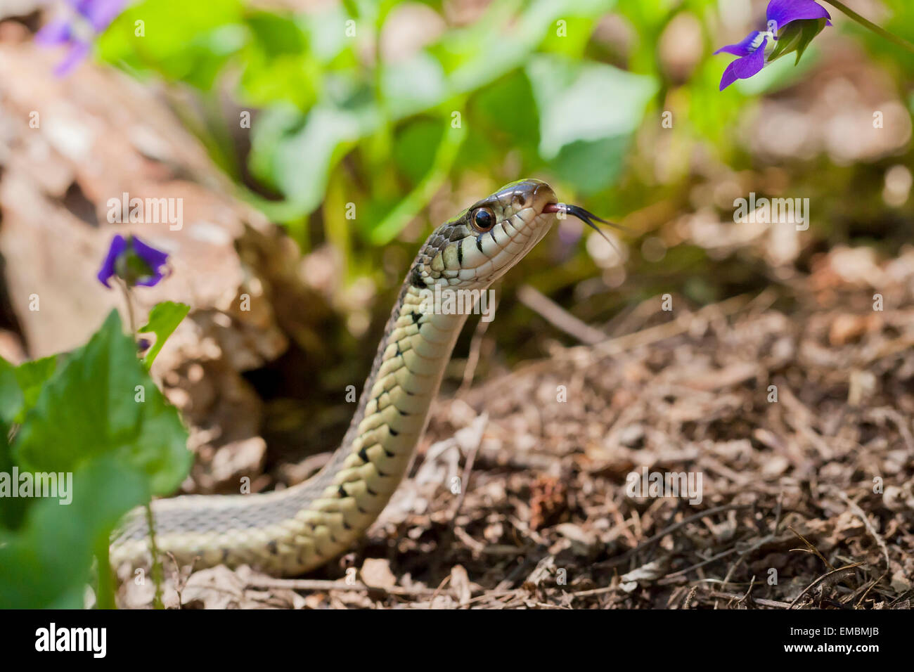 Couleuvre rayée (Thamnophis sirtalis) - Virginia USA Banque D'Images