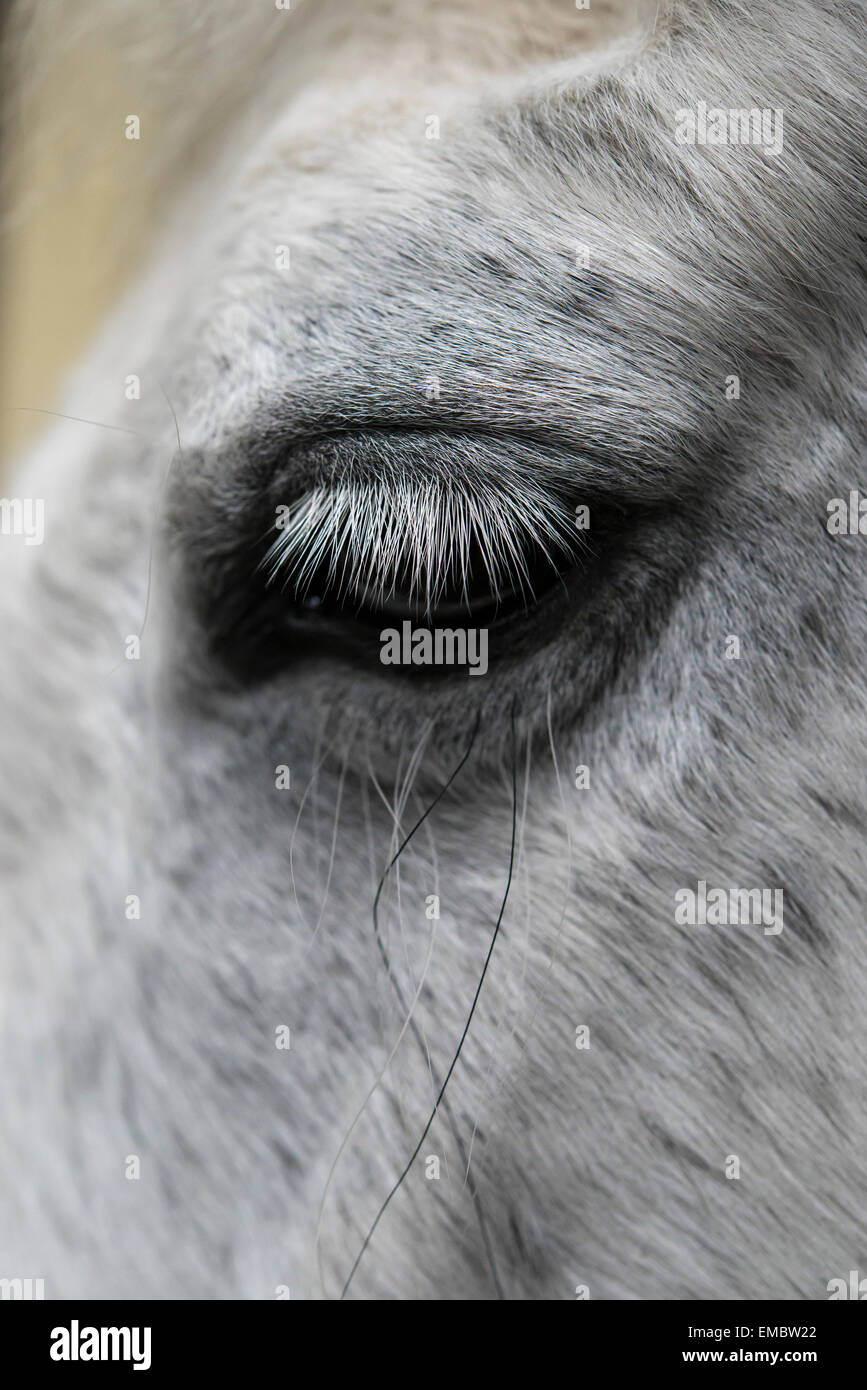 Close up d'un poney avec des yeux gris long cils. Banque D'Images