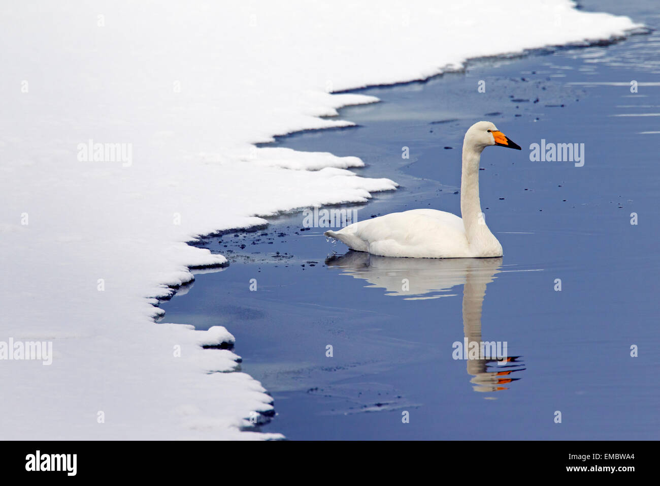 Cygne chanteur (Cygnus cygnus) Nager en hiver Banque D'Images