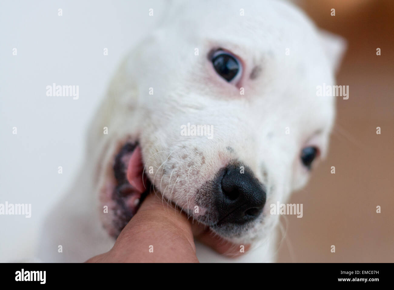 Cute puppy playing blanc et un doigt humain mordant Banque D'Images