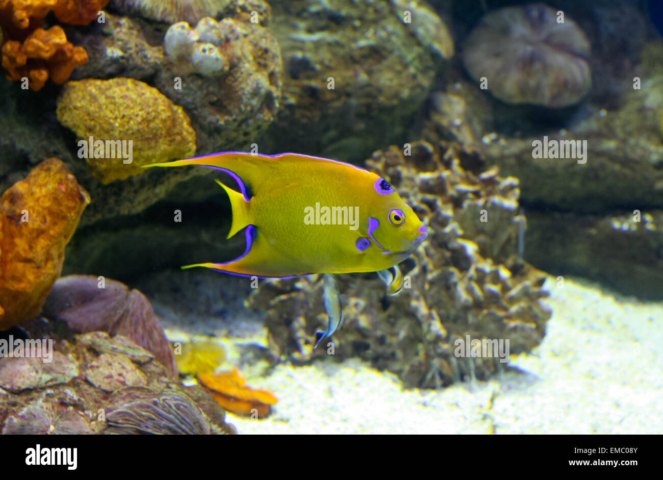 Les poissons de couleur de la Méditerranée, dans l'aquarium, Barcelone, Espagne. Banque D'Images