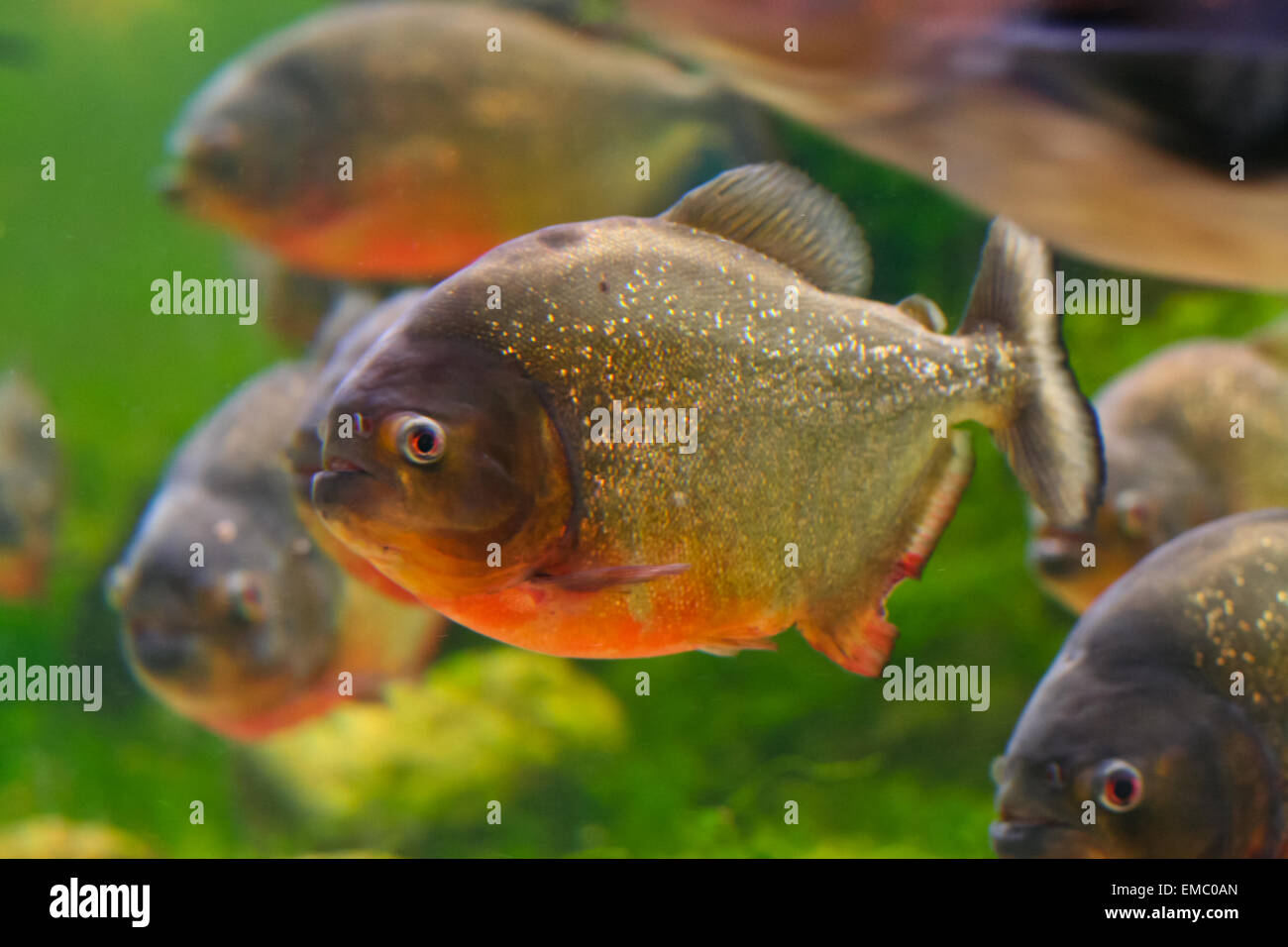 Serrasalmus nattereri piranha rouge ou, dans l'aquarium, Barcelone, Espagne. Banque D'Images