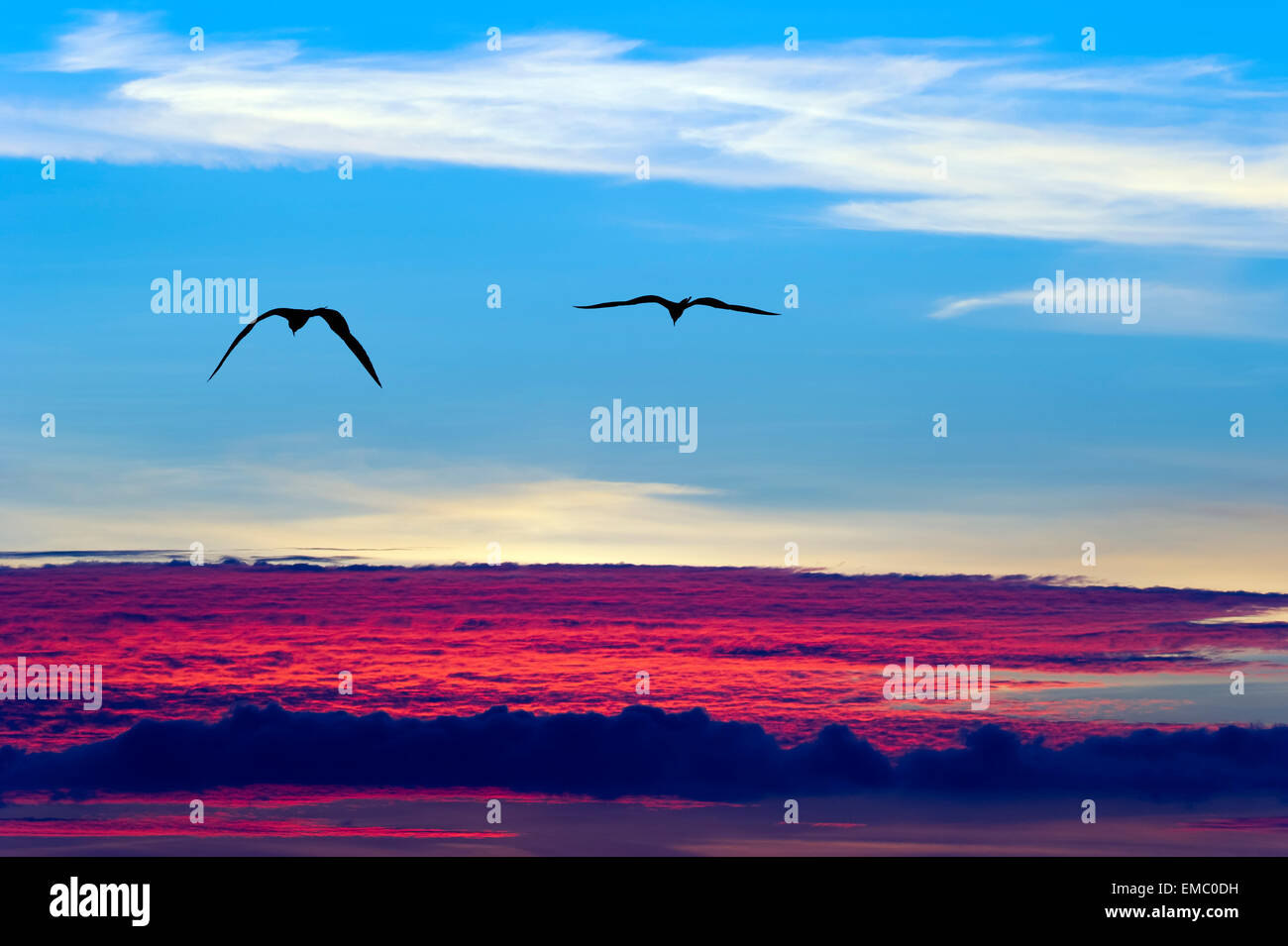 Deux oiseaux volent au-dessus des nuages silhouetté contre le ciel bleu Banque D'Images