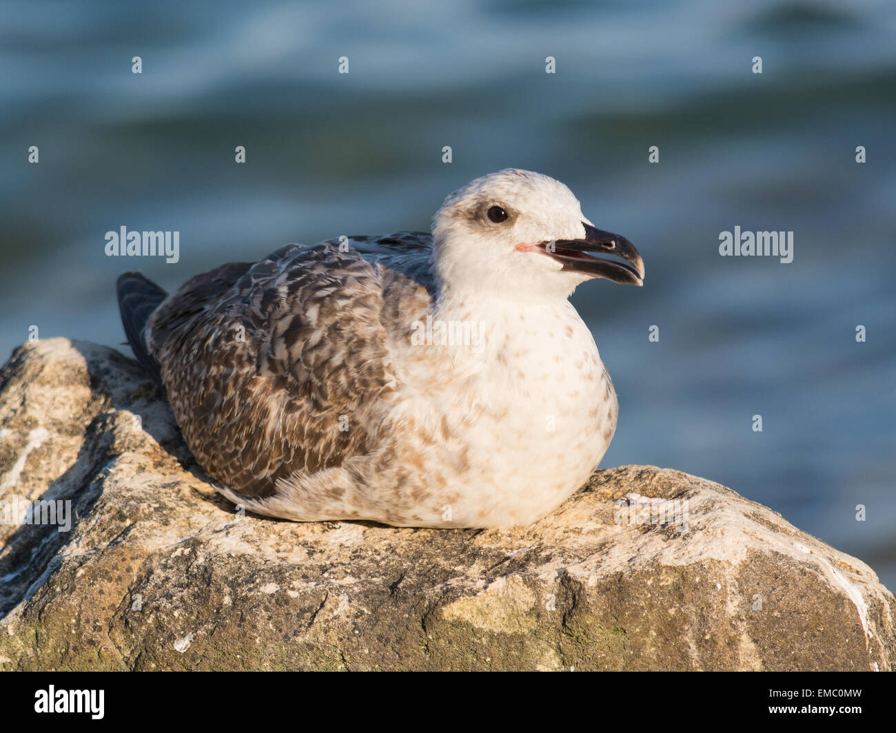 Mouette de la mer Noire, la Bulgarie au coucher du soleil Banque D'Images