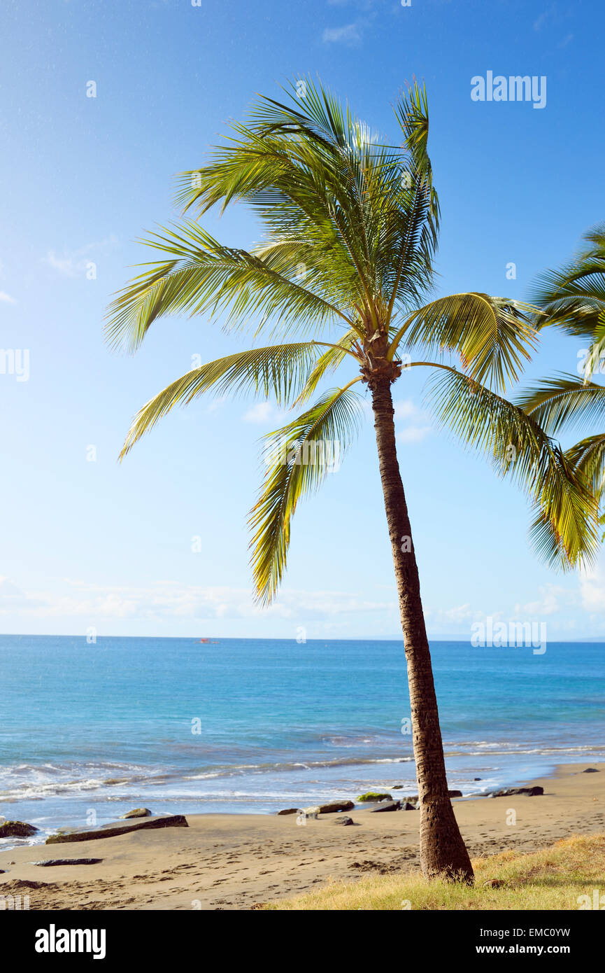 USA, Hawaii, Maui, Lahaina, palm tree on beach Banque D'Images