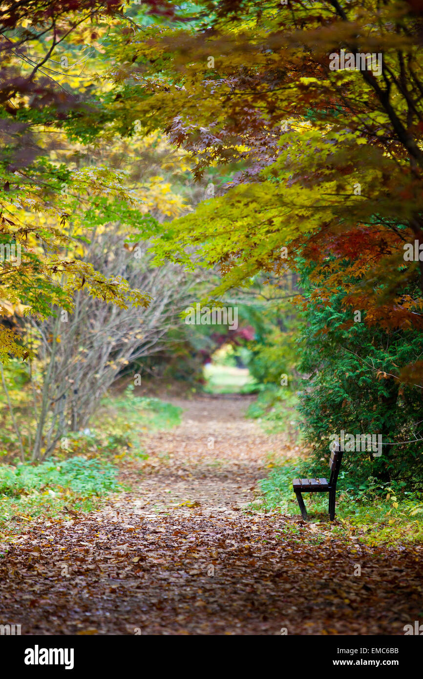 Sous les arbres d'automne dessings vide Banque D'Images