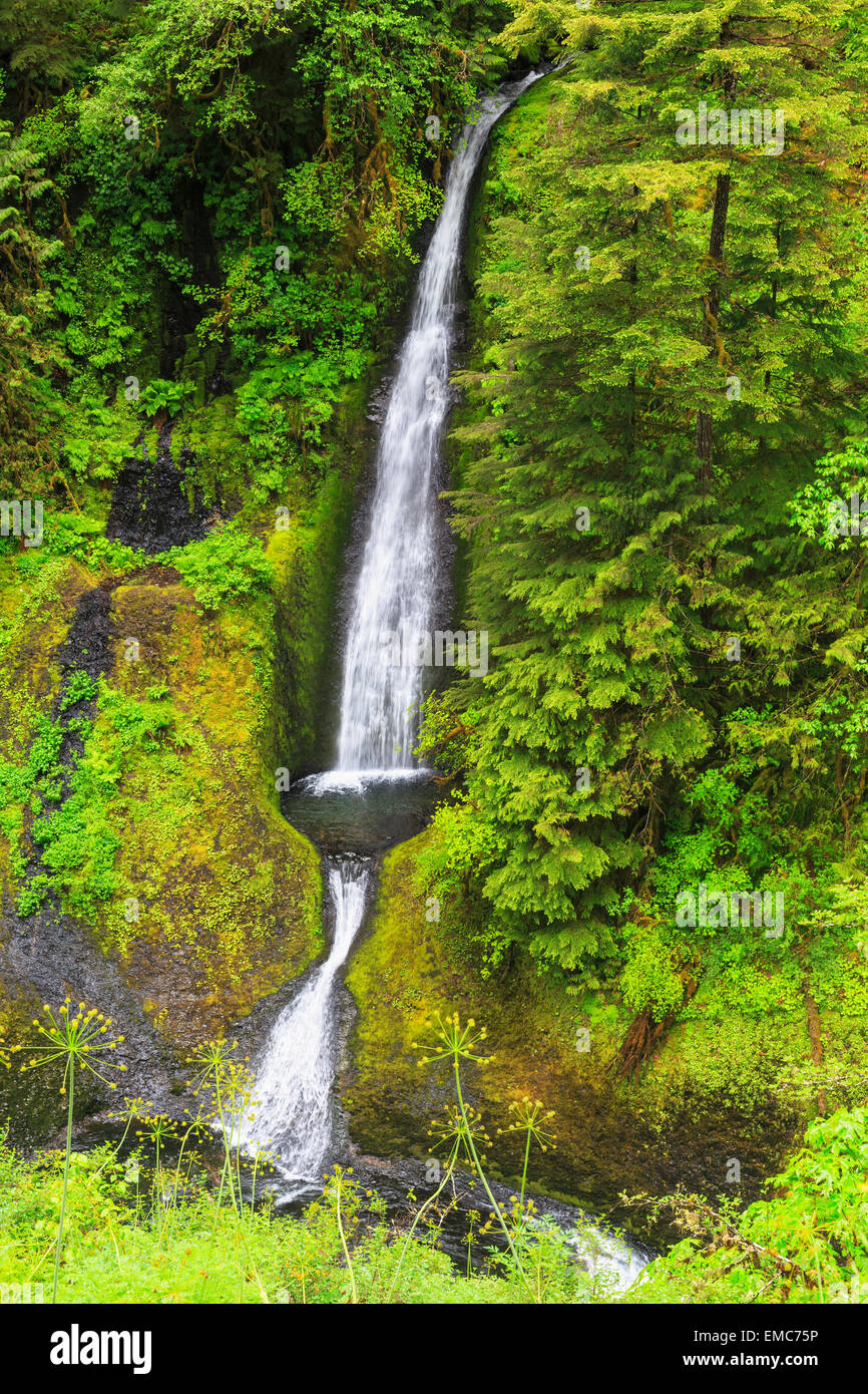 USA, New York, Columbia River Gorge, Hood River, Loowit Falls Banque D'Images