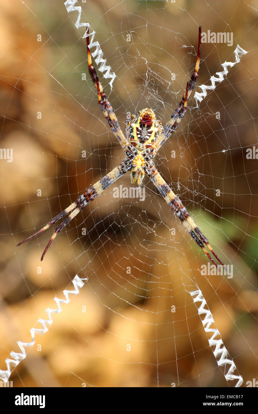 Multicolore St Andrew's Cross Spider Argiope versicolor Banque D'Images
