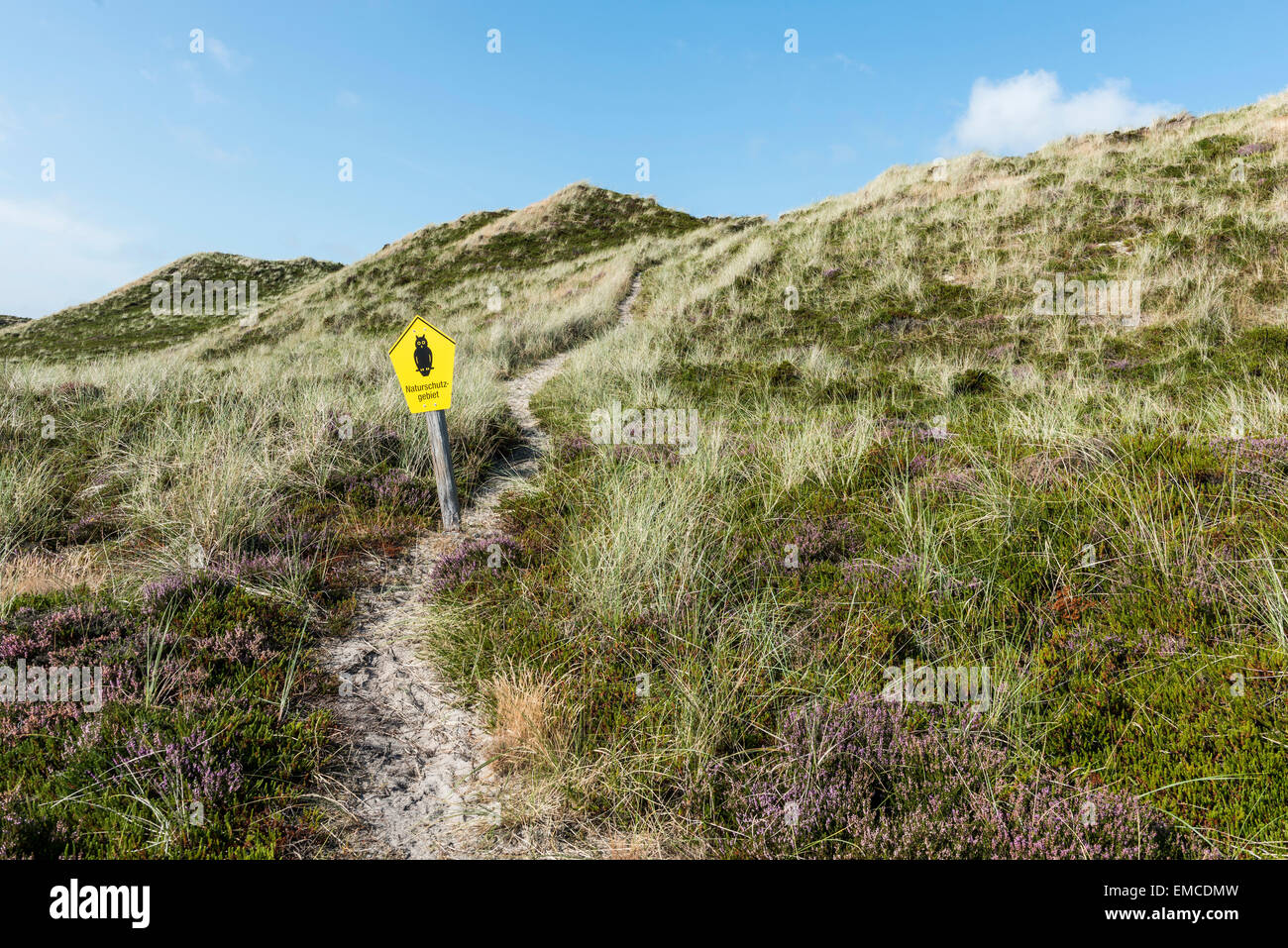 Allemagne, Schleswig-Holstein, Sylt, connectez-vous sur dune réserve naturelle Banque D'Images